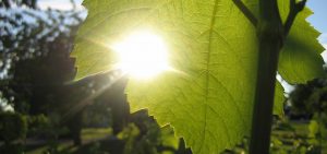 Vignes