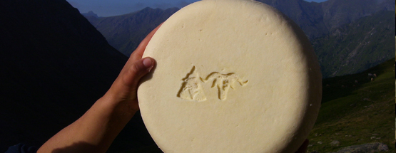 Un fromage d'estive tenu à la main