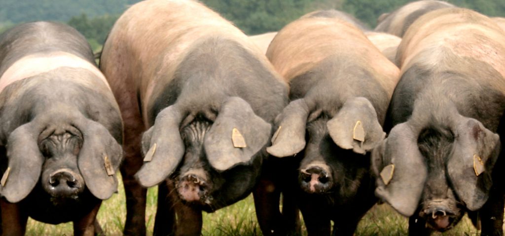 Quatre porc noir basques