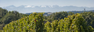 Vin Madiran Territoire