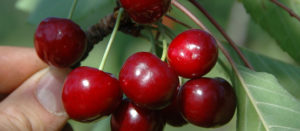 Cerise Noire Ixassou