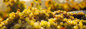 grappes-vin blanc