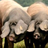Quatre porc noir basques